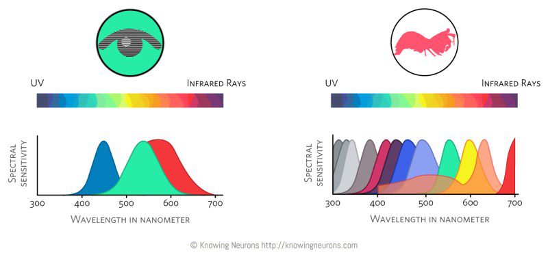 Mantis shrimp color vision vs human